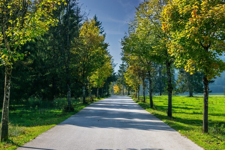 Ulica Svetog Save u Srbobranu dobija novi drvored