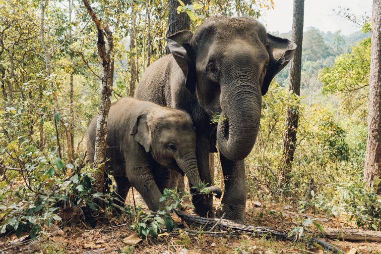 Evolucija staje na put krivolovu i trgovini slonovačom: Slonovi možda više neće imati kljove