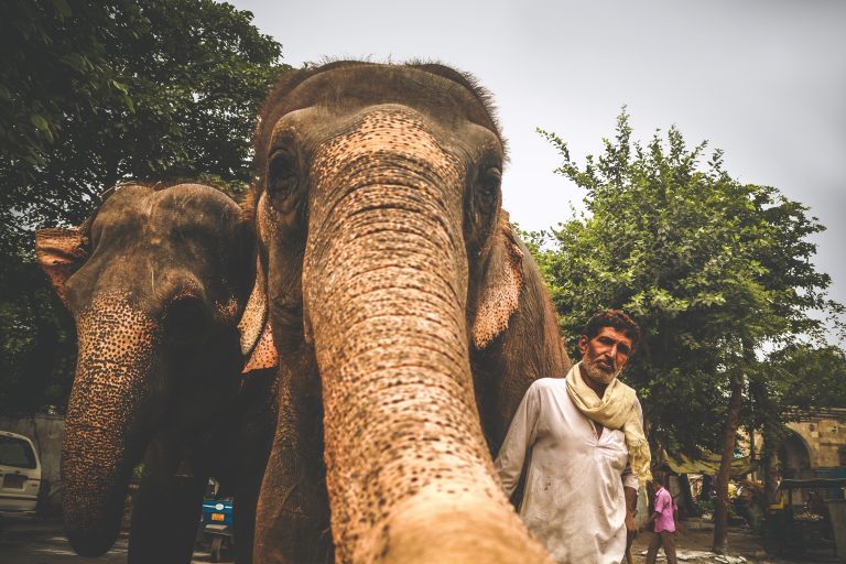 U Indiji otvorena prva bolnica za slonove