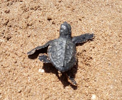 Rezultat trogodišnjeg čišćenja plaže: Povratak kornjača nakon dvadeset godina
