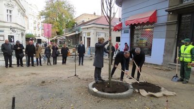 Zasađeno deset drvorednih stabala u Skadarskoj ulici