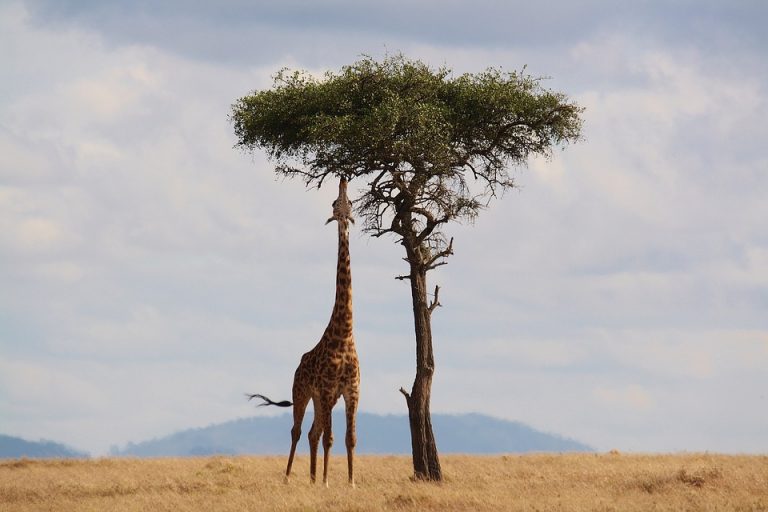Tiho izumiranje žirafa