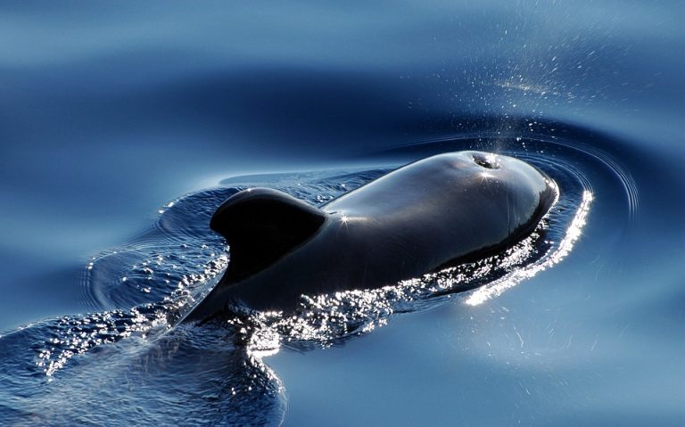 Japan od jula naredne godine ponovo odobrava komercijalni lov na kitove