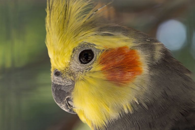 Carinici sprečili krijumčarenje papagaja