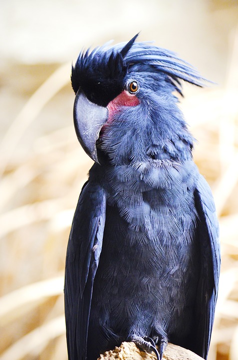 Ukradeno šest crnih palm kakadu papagaja iz privatnog zoološkog vrta kod Sombora