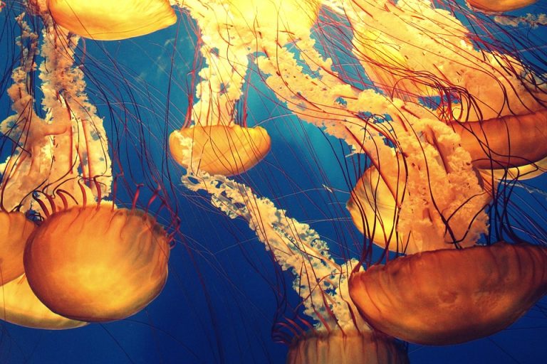 Povećana „naelektrisanost“ okeana – Meduze, pretnja po ekosistem i električnu mrežu