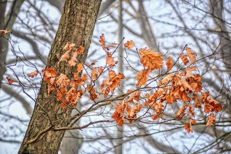 Nacionalni park Fruška gora sprečiće svako nedozvoljeno sečenje hrastovih stabala