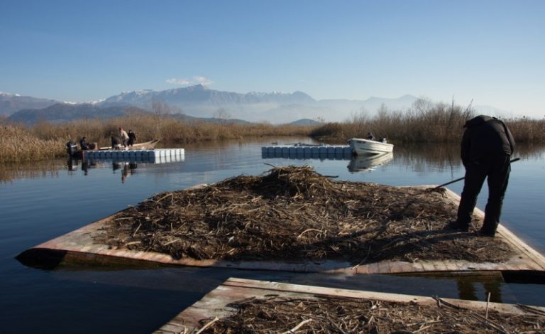 Postavljene platforme za gnežđenje pelikana u Specijalnom rezervatu „Pančevo oko”