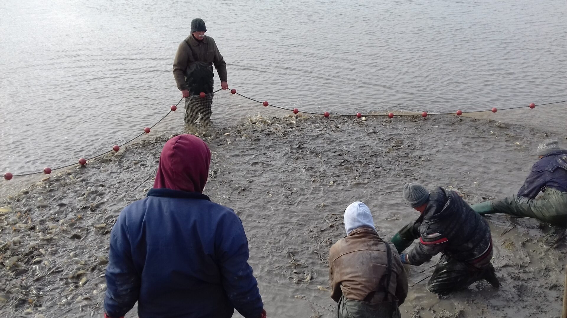 ribarska mreža sa ribom