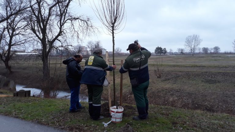 Ozelenjena Savska avenija kod Šapca