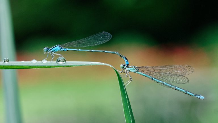 Insekti nestaju osam puta brže nego ostale životinje – Njihovo izumiranje bilo bi katastrofa po ekosistem