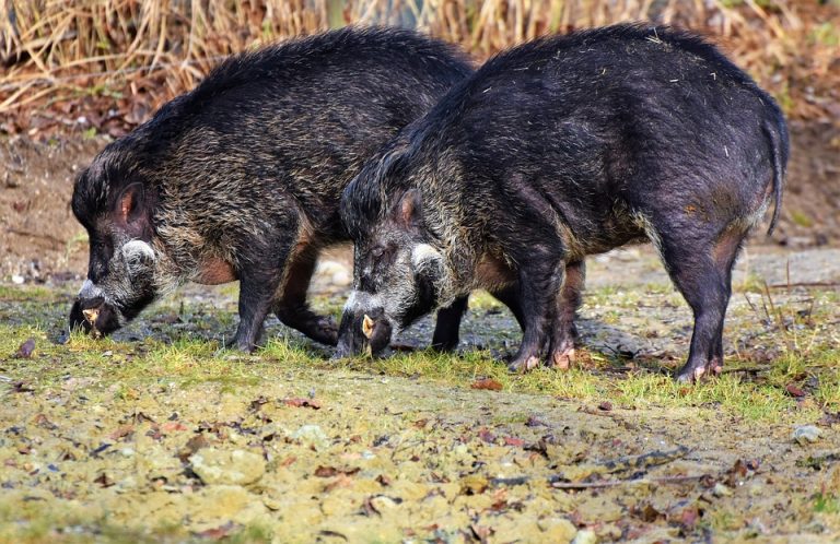 Preduzete mere za sprečavanje širenja afričke kuge svinja u Srbiji