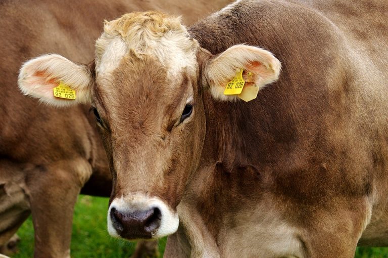 Predsednik Belorusije smenio guvernera i njegove saradnike zbog krava