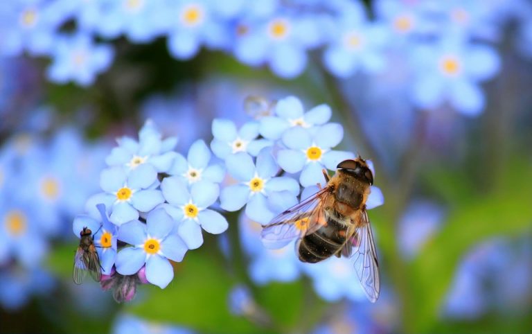 „Svaki treći zalogaj hrane direktno zavisi od pčela, a svaki drugi indirektno!“