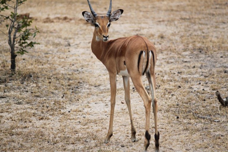 Dorkas gazela – nova beba u Beo Zoo vrtu