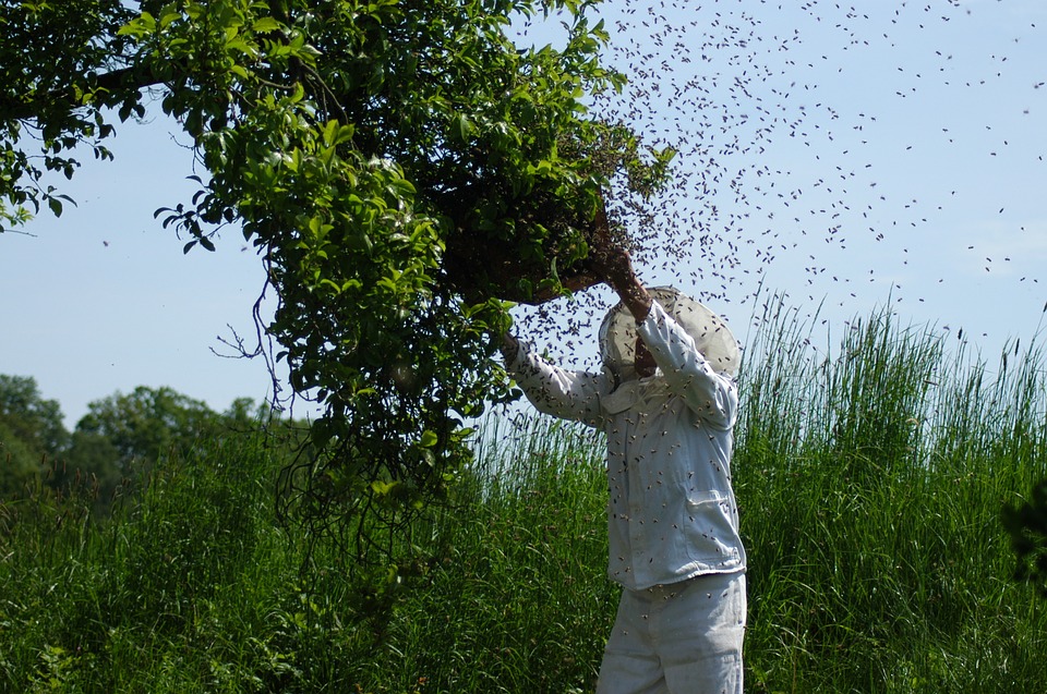 beekeeper-pčelar-košnica Pčelarstvo-beekeeping