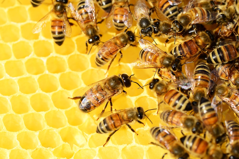 honey-bees-326337_960_720