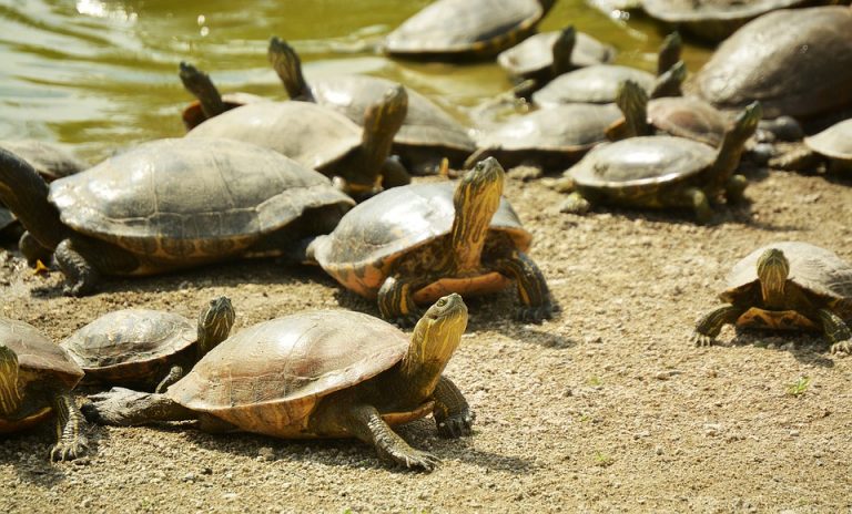 Filipinske vlasti pronašle više od 1.500 krijumčarenih kornjača