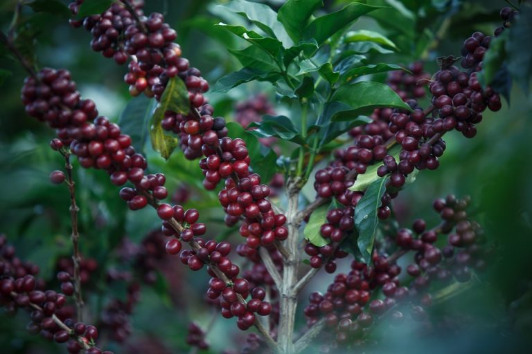 Klimatske promene utiču na proizvođače kafe