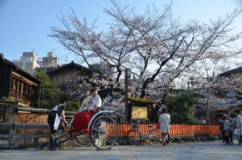 Japan trešnjin cvet