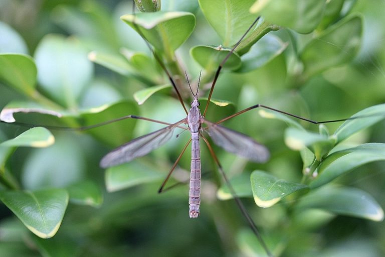 Počela akcija suzbijanja larvi komaraca na teritoriji AP Vojvodine