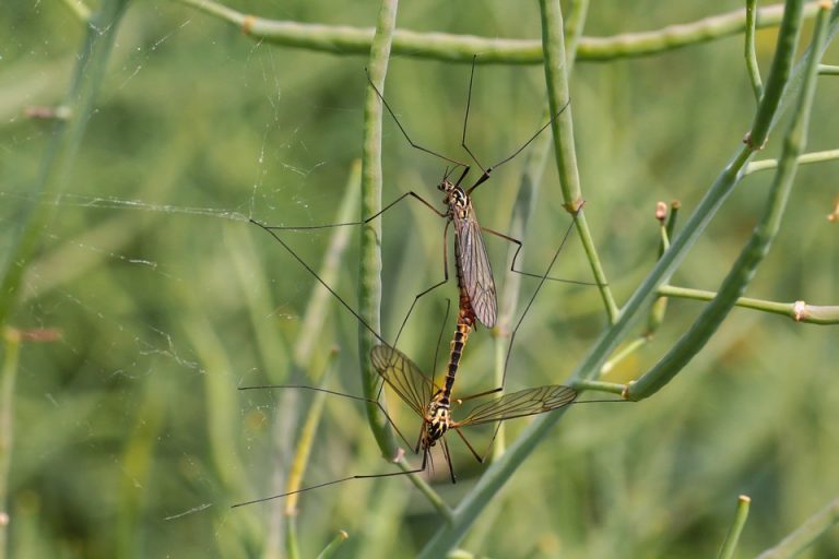 Na teritoriji centralne Srbije počeo program suzbijanja larvi komaraca