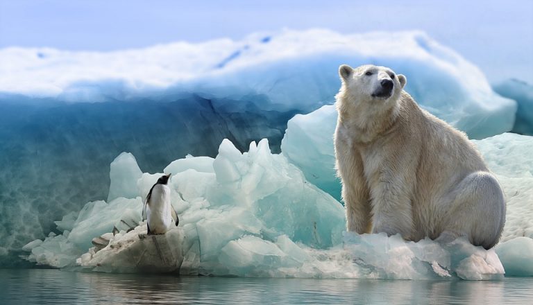 Zašto je polarnim medvedima neophodan led da bi preživeli?