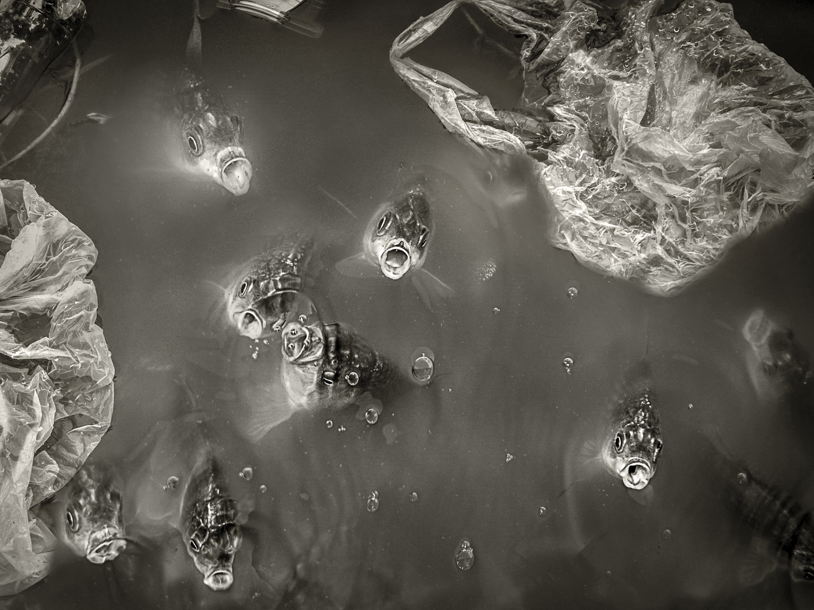 poslednjivapaj-Foto-Petar-Zambo