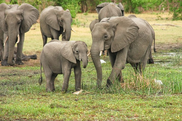 Bocvana ukinula zabranu lova na slonove
