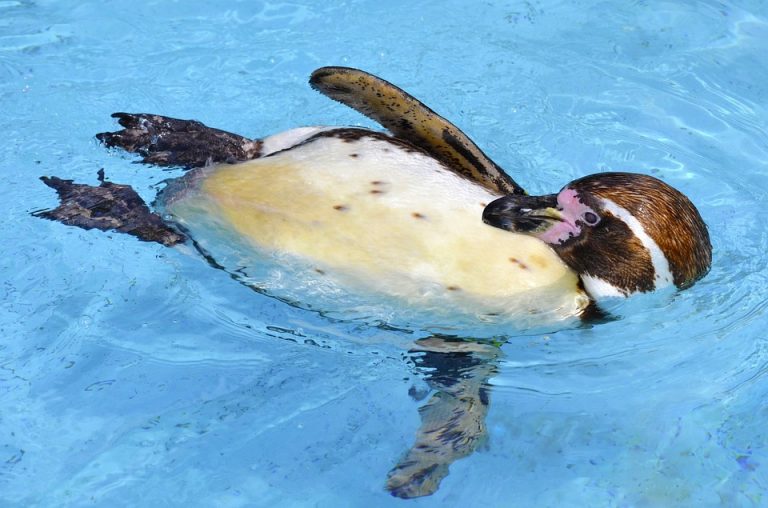 Novopečeni Beograđani – 17 pingvina iz Austrije i Ujedinjenih Arapskih Emirata