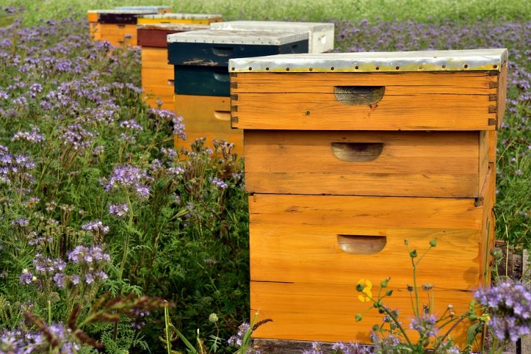 Vremenske (ne)prilike ugrožavaju pčelare u Vojvodini