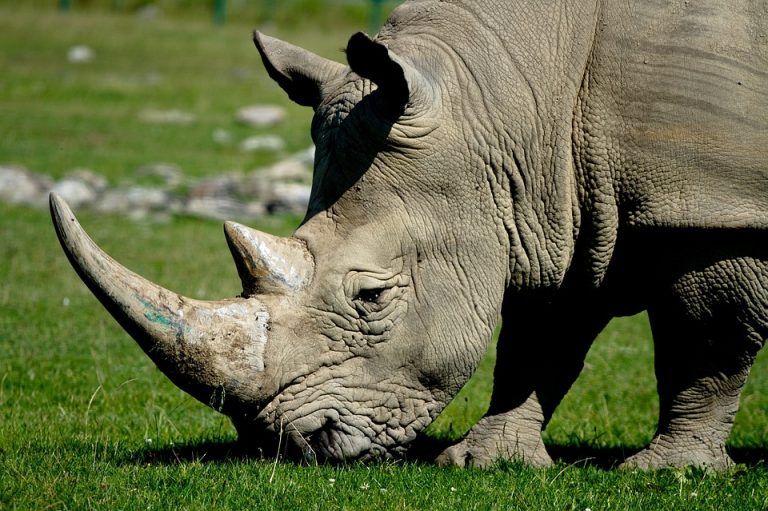 Veštačka oplodnja poslednja nada za severne bele nosoroge