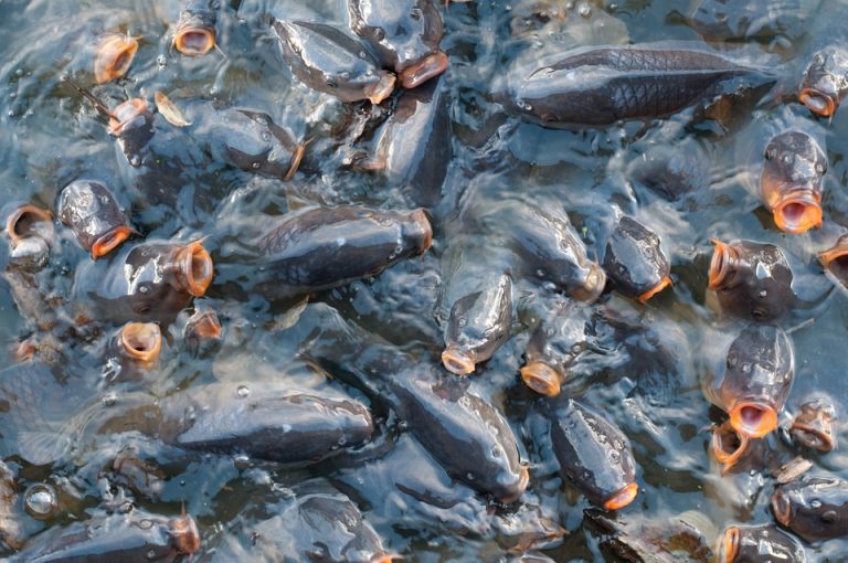Obnova ribljeg fonda jezera Barje kod Leskovca