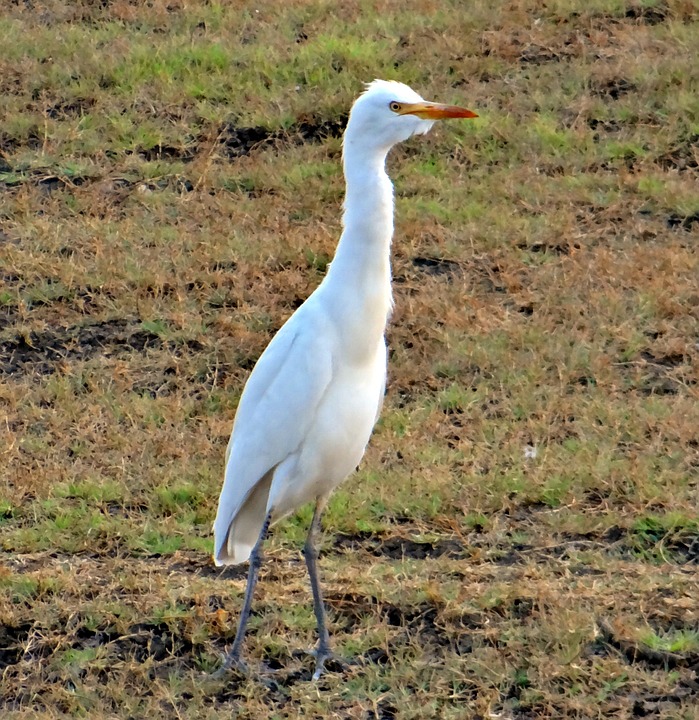 Čaplja govedarka, Bubulcus ibis,