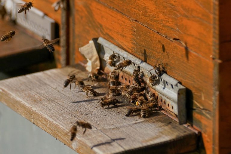 Mekdonalds otvorio restoran za pčele (VIDEO)