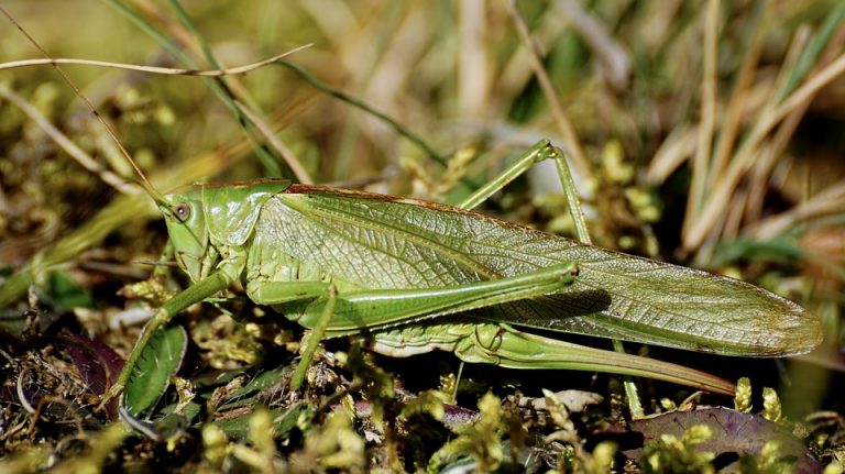 Invazija skakavaca u Sardiniji