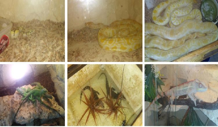 zmije11.06.2019-752x440