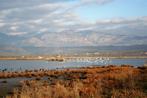 Ulcinjska solana nominovana za Ramsar područje u Crnoj Gori