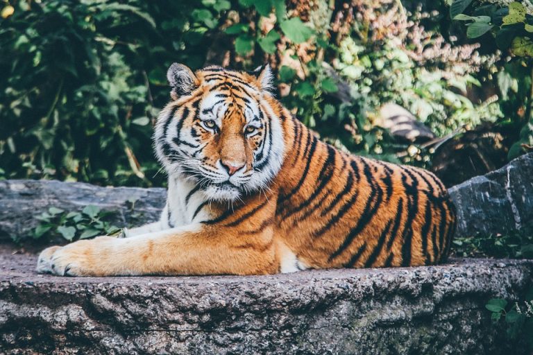 Na Svetski dan tigrova brojimo ih manje od 4000