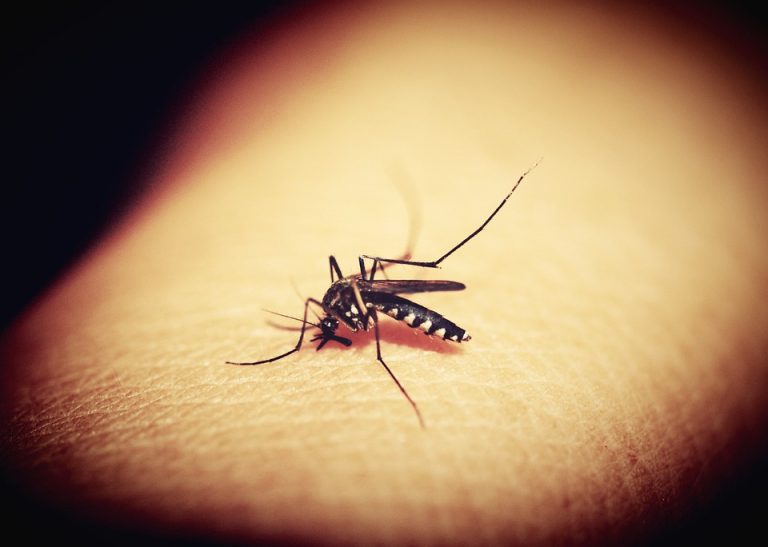 Komarci zaraženi virusom Zapadnog Nila u osam gradova Srbije
