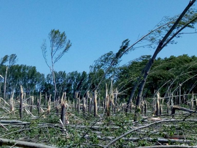 Velike štete na šumama i šumskim kulturama u Južnobačkom području