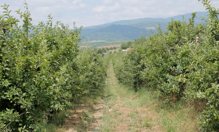 Otvorena najveća plantaža organske jabuke u Srbiji