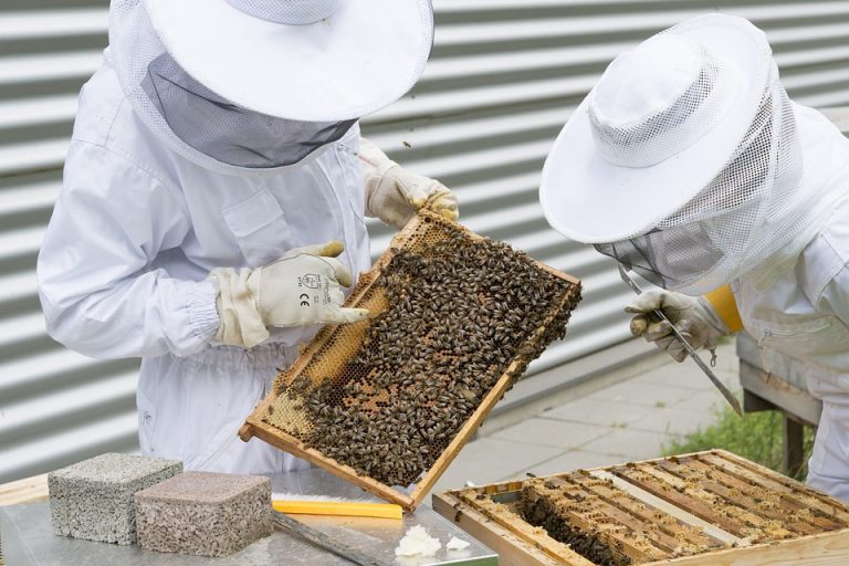 Sombor raspisao dva javna poziva za podsticaj pčelarstva