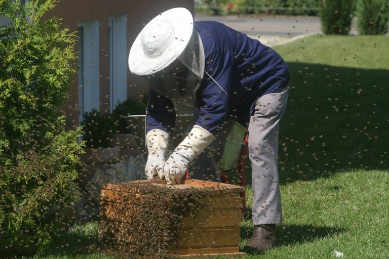 Opština Ivanjica subvencioniše opremu za pčelarstvo
