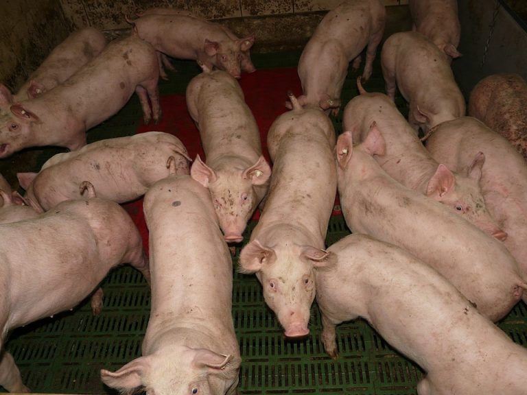 Od oktobra se ukida vakcinacija protiv klasične kuge svinja