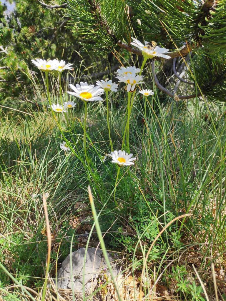 Istraživanja endemskih i zaštićenih biljnih vrsta u crnogorskim nacionalnim parkovima