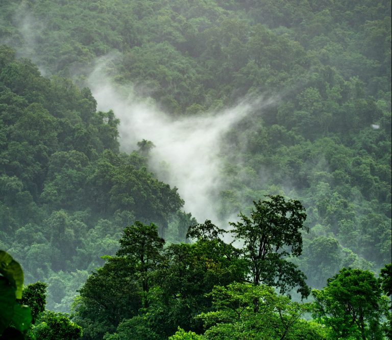 Uvedena zabrana spaljivanja šuma u Brazilu