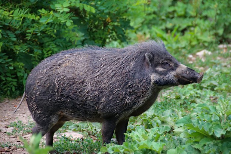 Divlja svinja odbegla sa Velikog ratnog ostrva uhvaćena nakon dvomesečne potere!