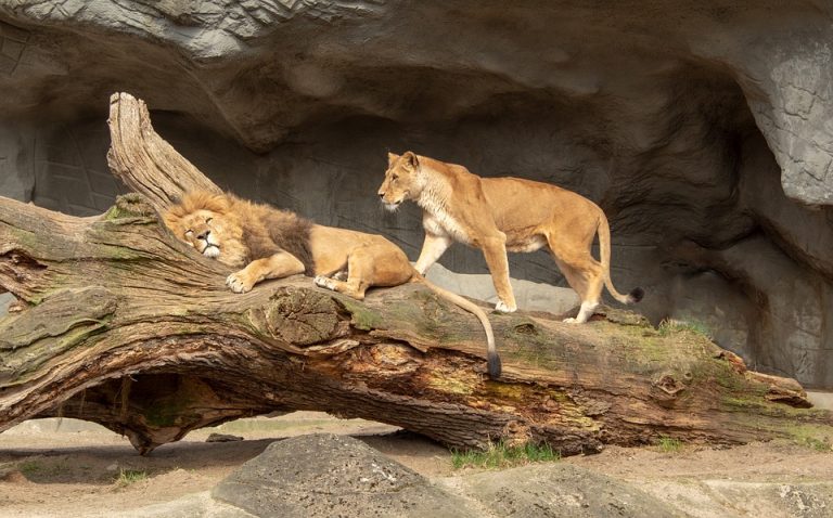 Lavovi u divljini nemaju predatore – zašto im onda populacija opada?