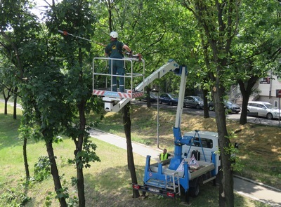 Orezivanje stabala na Trgu republike i Savskoj padini